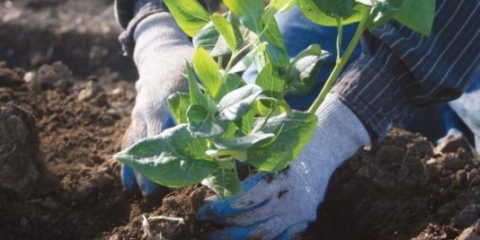 Da li je moguće presaditi borovnice na drugo mjesto: u jesen, proljeće, ljeto, rokovi i pravila